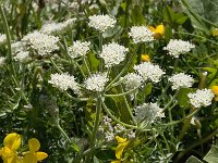 Heracleum pumilum 8, Saxifraga-Willem van Kruijsbergen