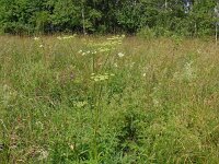 Heracleum sibiricum 2, Saxifraga-Hans Grotenhuis