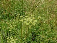 Heracleum sibiricum 4, Saxifraga-Hans Grotenhuis