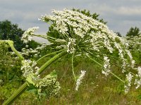 Heracleum sosnowskyi 4, Saxifraga-Hans Grotenhuis