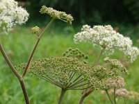 Heracleum sphondylium 15, Gewone berenklauw, Saxifraga-Rudmer Zwerver