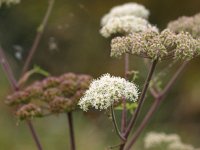 Heracleum sphondylium 16, Gewone berenklauw, Saxifraga-Rudmer Zwerver