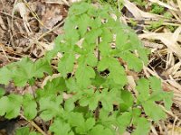 Heracleum sphondylium 21, Gewone berenklauw, Saxifraga-Rutger Barendse