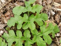 Heracleum sphondylium 22, Gewone berenklauw, Saxifraga-Rutger Barendse