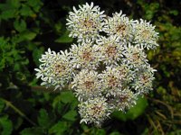 Heracleum sphondylium 31, Gewone berenklauw, Saxifraga-Ed Stikvoort