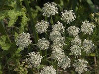 Heracleum sphondylium 35, Gewone berenklauw, Saxifraga-Jan van der Straaten