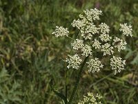 Heracleum sphondylium 37, Gewone berenklauw, Saxifraga-Jan van der Straaten