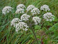 Heracleum sphondylium 39, Gewone berenklauw, Saxifraga-Ed Stikvoort