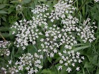 Heracleum sphondylium 5, Gewone berenklauw, Saxifraga-Peter Meininger