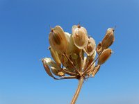 Heracleum sphondylium 51, Gewone berenklauw, Saxifraga-Ed Stikvoort