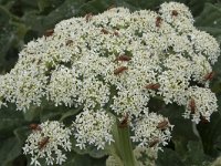 Heracleum sphondylium 63, Gewone berenklauw, Saxifraga-Willem van Kruijsbergen