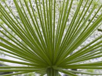 Heracleum sphondylium 65, Gewone bereklauw, Saxifraga-Jan Nijendijk
