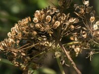 Heracleum sphondylium 68, Gewone berenklauw, Saxifraga-Jan van der Straaten
