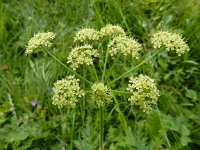 Heracleum sphondylium ssp sibiricum 57, Saxifraga-Ed Stikvoort