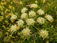 Heracleum sphondylium ssp sibiricum 61, Saxifraga-Ed Stikvoort