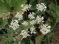 Heracleum sphondylium ssp sphondylium 13, Gewone berenklauw, Saxifraga-Jan van der Straaten