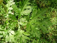 Heracleum sphondylium var sphondylium 44, Gewone berenklauw, Saxifraga-Rutger Barendse