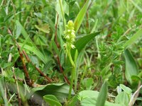 Herminium monorchis 11, Honingorchis, Saxifraga-Mark Zekhuis