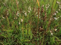 Herminium monorchis 13, Honingorchis, Saxifraga-Hans Boll