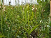 Herminium monorchis 24, Honingorchis, Saxifraga-Hans Dekker