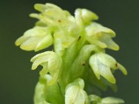 Herminium monorchis 30, Honingorchis, Saxifraga-Hans Dekker