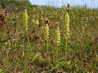 Herminium monorchis 32, Honingorchis, Saxifraga-Ed Stikvoort