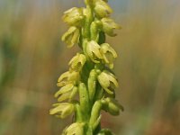 Herminium monorchis 4, Honingorchis, Saxifraga-Hans Dekker