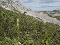 Herminium monorchis 43, Honingorchis, Saxifraga-Willem van Kruijsbergen