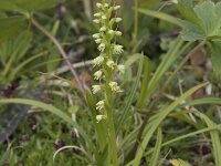 Herminium monorchis 44, Honingorchis, Saxifraga-Willem van Kruijsbergen