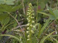 Herminium monorchis 45, Honingorchis, Saxifraga-Willem van Kruijsbergen