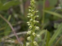 Herminium monorchis 46, Honingorchis, Saxifraga-Willem van Kruijsbergen