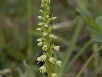 Herminium monorchis 47, Honingorchis, Saxifraga-Willem van Kruijsbergen