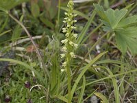 Herminium monorchis 48, Honingorchis, Saxifraga-Willem van Kruijsbergen