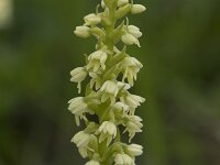 Herminium monorchis 49, Honingorchis, Saxifraga-Willem van Kruijsbergen