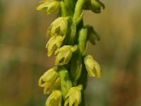 Herminium monorchis 5, Honingorchis, Saxifraga-Hans Dekker