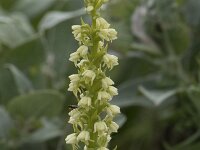 Herminium monorchis 50, Honingorchis, Saxifraga-Willem van Kruijsbergen