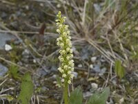 Herminium monorchis 51, Honingorchis, Saxifraga-Willem van Kruijsbergen