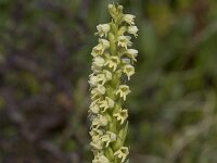 Herminium monorchis 52, Honingorchis, Saxifraga-Willem van Kruijsbergen