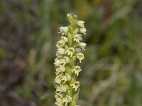 Herminium monorchis 53, Honingorchis, Saxifraga-Willem van Kruijsbergen