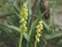 Herminium monorchis 7, Honingorchis, Saxifraga-Hans Dekker