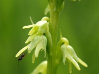 Herminium monorchis 8, Honingorchis, Saxifraga-Hans Dekker