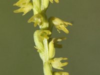 Herminium monorchis 9, Honingorchis, Saxifraga-Peter Meininger