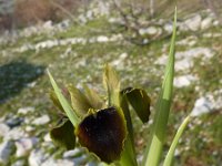 Hermodactylus tuberosus 3, Saxifraga-Jasenka Topic