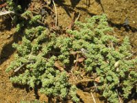 Herniaria cinerea 1, Saxifraga-Rutger Barendse