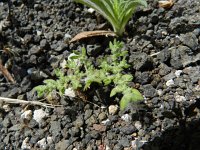 Herniaria cinerea 4, Saxifraga-Rutger Barendse