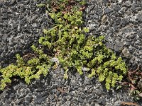 Herniaria glabra 20, Kaal breukkruid, Saxifraga-Willem van Kruijsbergen