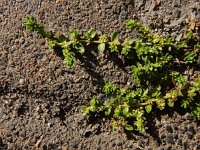 Herniaria glabra 25, Kaal breukkruid, Saxifraga-Ed Stikvoort