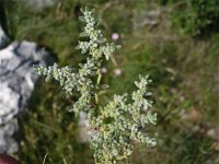 Herniaria incana 4, Saxifraga-Jasenka Topic