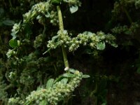 Herniaria latifolia 2, Saxifraga-Ed Stikvoort : Refugio de Aliva - Sotres s9900