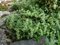 Herniaria latifolia 3, Saxifraga-Ed Stikvoort : Refugio de Aliva - Sotres s9900